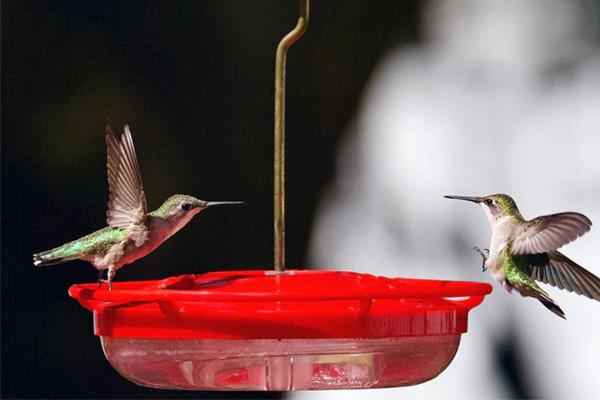 isYoung Smart Bird Feeder