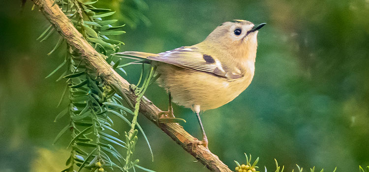 smart bird feeder