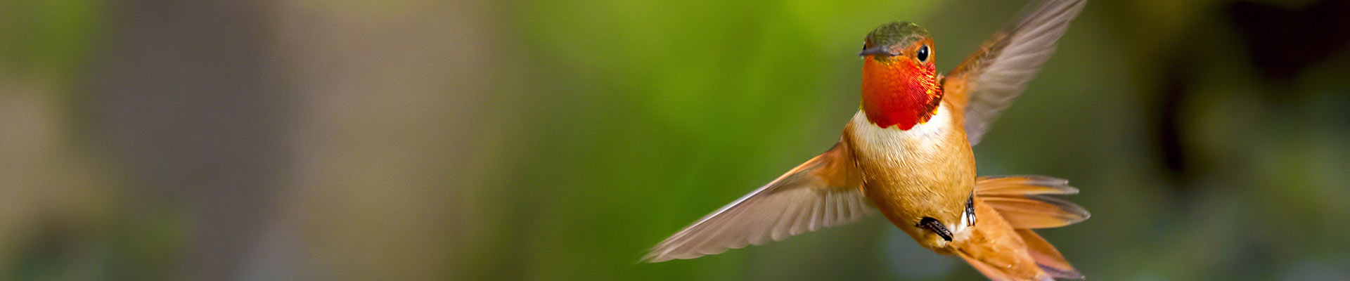 smart bird feeder