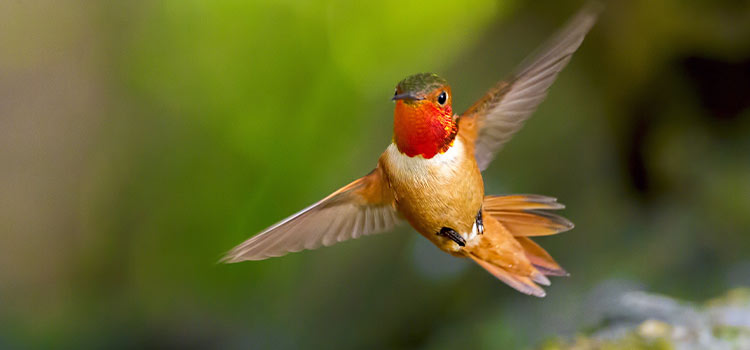 smart bird feeder