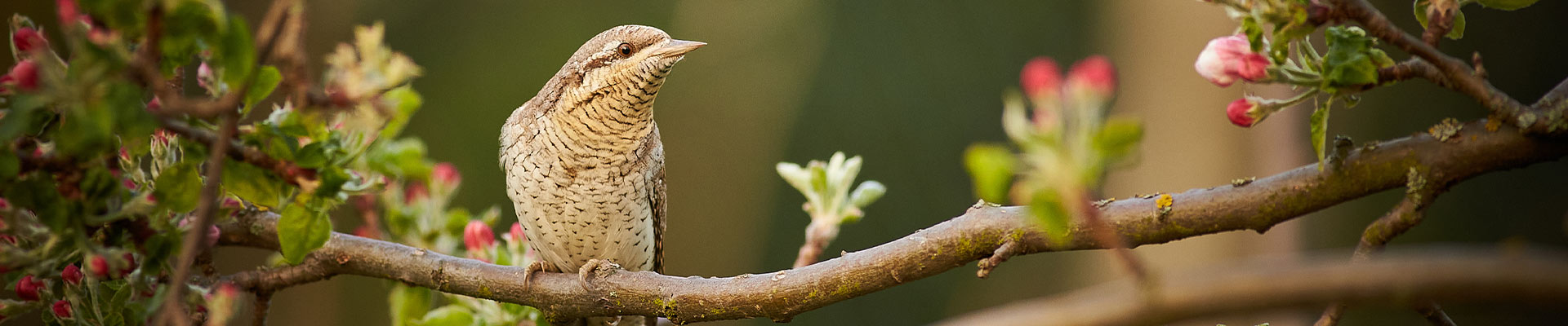 smart bird feeder