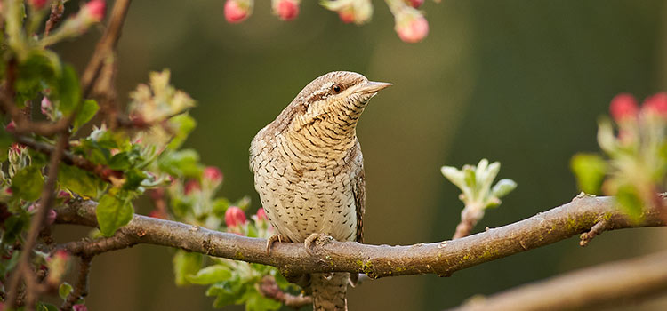 smart bird feeder