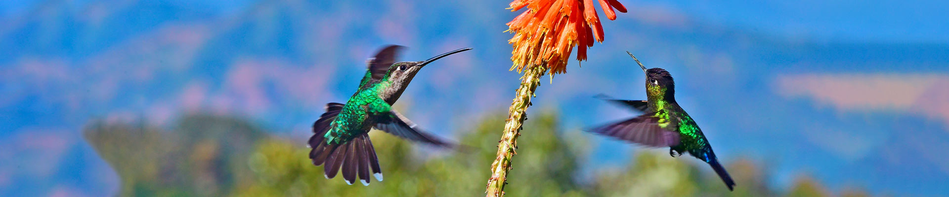 smart bird feeder