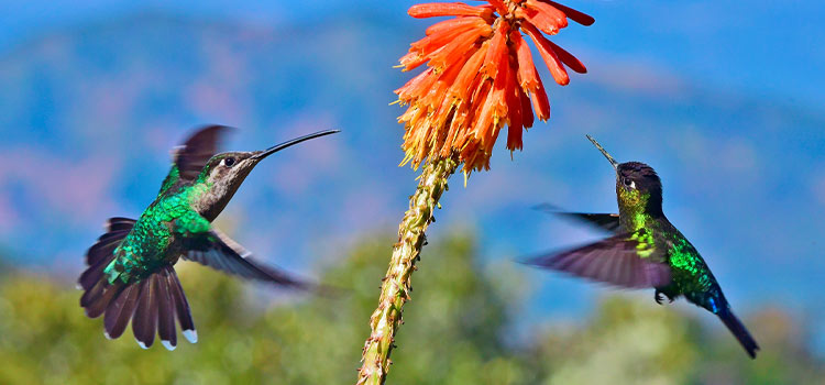 smart bird feeder