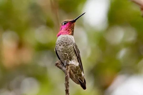 smart bird feeder