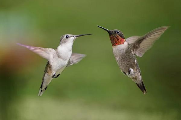 smart bird feeder