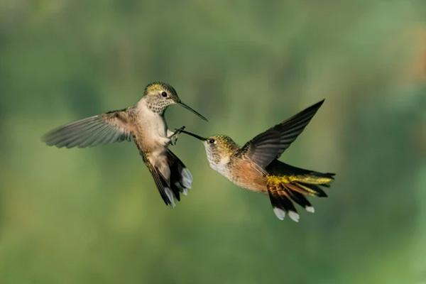 smart bird feeder