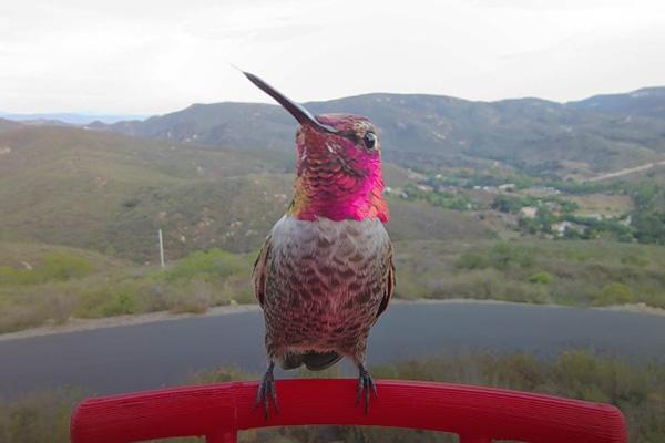 smart bird feeder