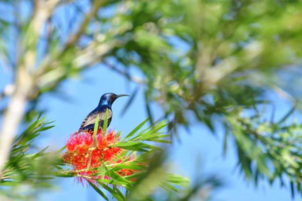 smart bird feeder