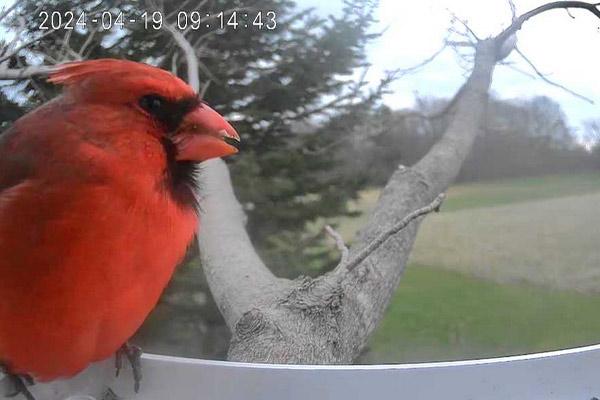 Smart Bird Feeder